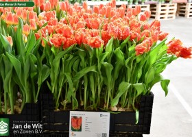 Tulipa Monarch Parrot ® (1)